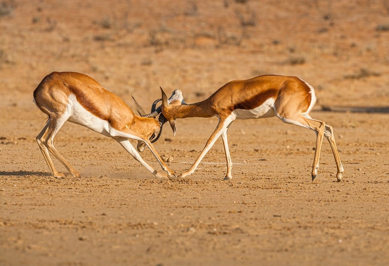 Feuds and fights